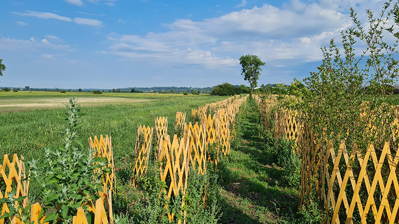 250704-herbertingen-ausgleichsflaeche-1