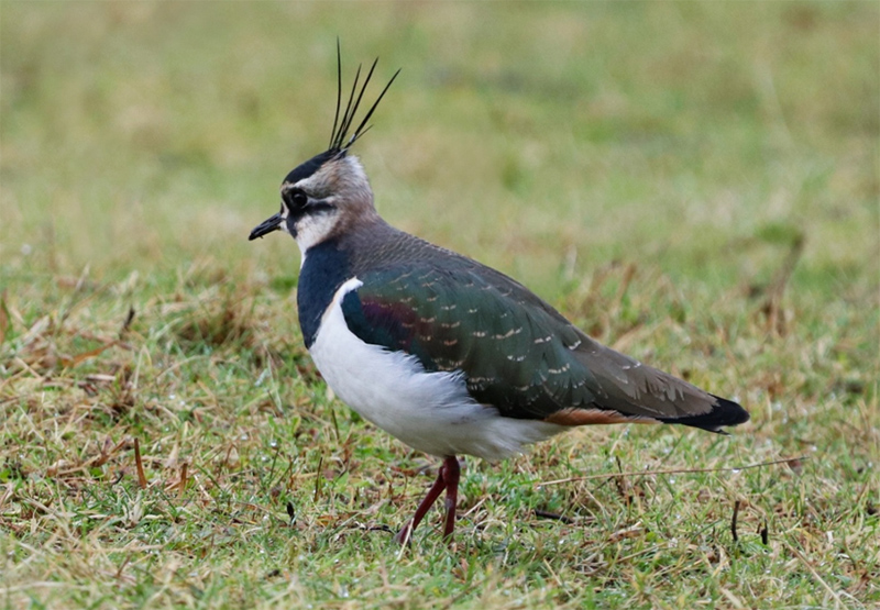 260323-friedberg-kiebitzmonitoring