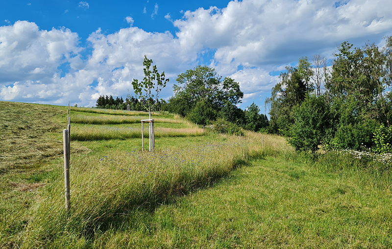260618-ottobeuren-ollarzried-ausgleichsflaeche