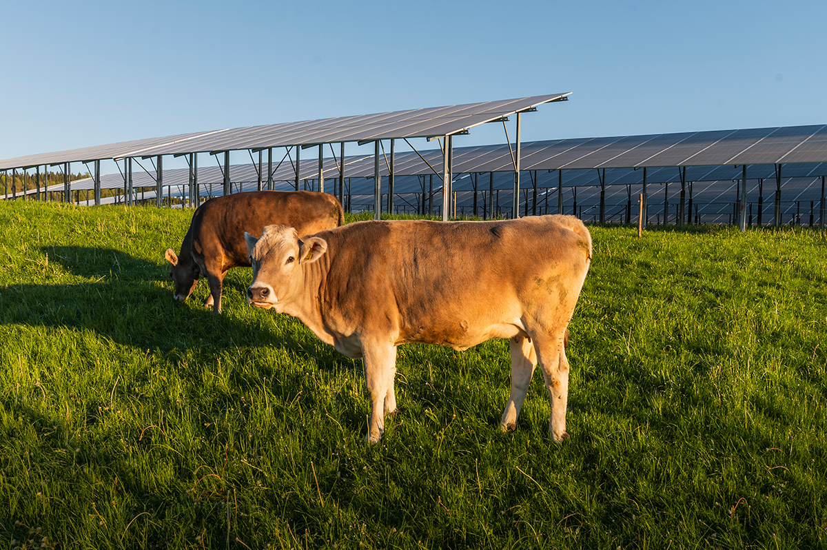 Agri-PV-Anlage Biessenhofen