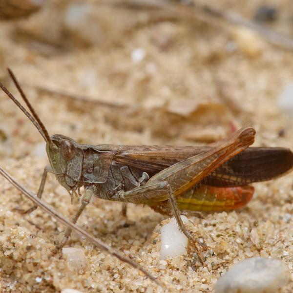 Biodiversitätsprojekt „Gröberner Sande“