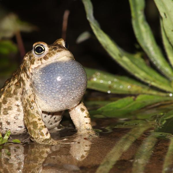 Biodiversitätsprojekt RASch - Amphibien in Südschwaben