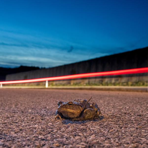 Erfolgskontrolle der  Amphibienschutzmaßnahmen im Baugebiet 