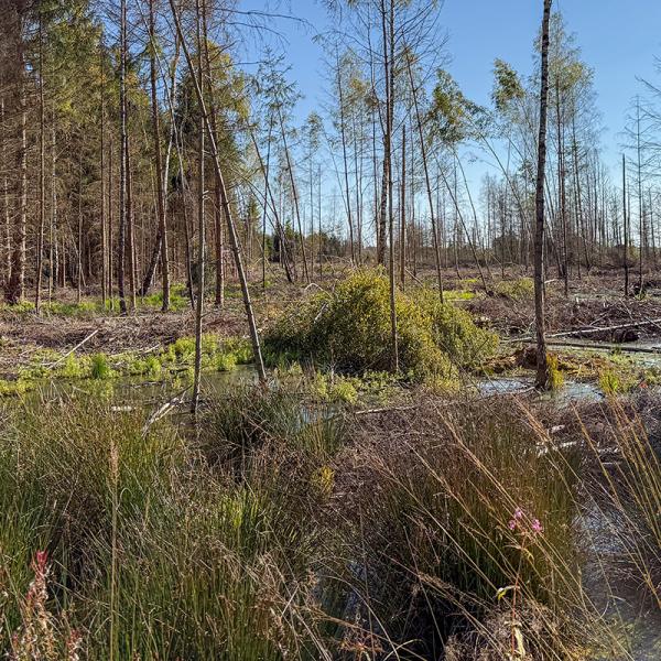 Ökokonto: Entwicklung strukturreicher Eichen-Sekundärwäldern und Schaffung natürlicher Waldbiotope